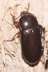 Uloma tenebrionoides