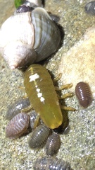 Gnorimosphaeroma oregonense