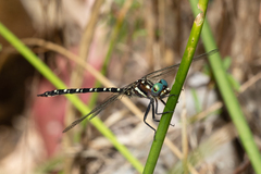 Archaeosynthemis leachii