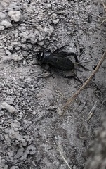 Teleogryllus commodus