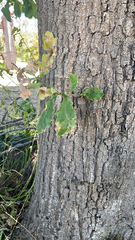 Quercus sinuata