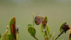 Hypochrysops apelles