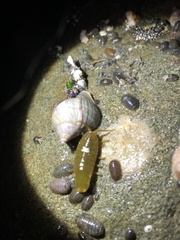 Gnorimosphaeroma oregonense