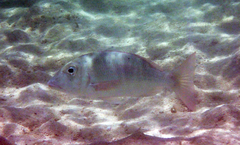 Lethrinus nebulosus