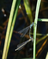 Coenagrion glaciale