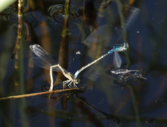 Coenagrion glaciale