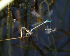 Coenagrion glaciale