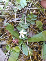 Lobelia pedunculata