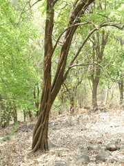 Meyna laxiflora