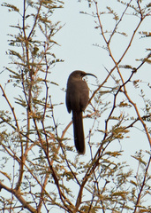 Toxostoma crissale