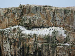 Leucocarbo ranfurlyi