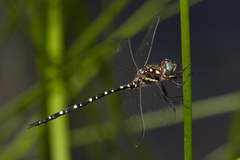 Archaeosynthemis leachii