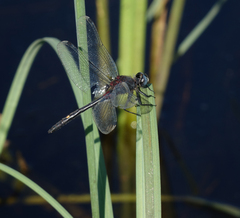 Leucorrhinia orientalis