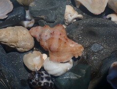 Chicoreus denudatus