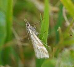 Hednota pleniferellus