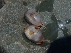 Purpuradusta gracilis