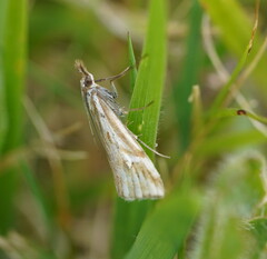 Hednota pleniferellus