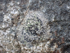 Lecidella