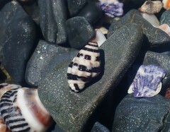 Engina zonalis