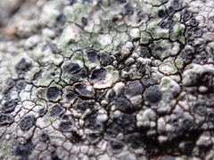 Lecidella