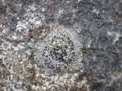 Lecidella