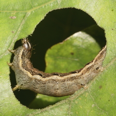 Ichneutica ustistriga