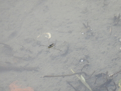 Limnogonus fossarum