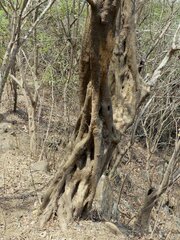 Meyna laxiflora