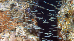 Spratelloides gracilis