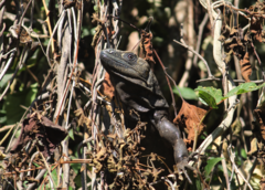 Ctenosaura acanthura