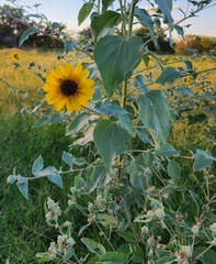Helianthus argophyllus