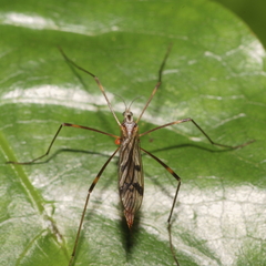 Gynoplistia subfasciata