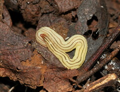 Fletchamia mediolineata