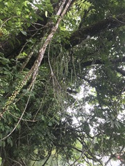 Dendrobium teretifolium