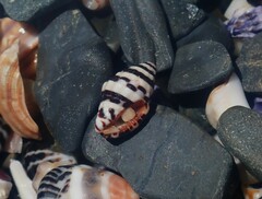 Engina zonalis