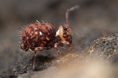 Ptenothrix marmorata