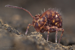 Ptenothrix marmorata