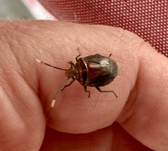 Antiteuchus