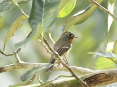 Ficedula mugimaki