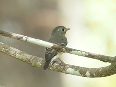 Ficedula mugimaki