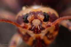 Ptenothrix marmorata