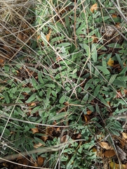 Phacelia imbricata