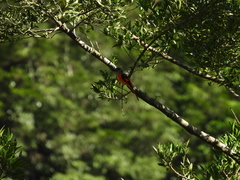 Pericrocotus solaris