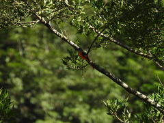 Pericrocotus solaris