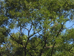 Pericrocotus solaris