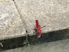 Neurothemis ramburii