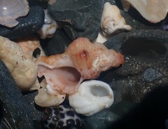 Chicoreus denudatus