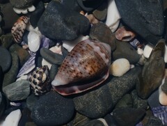 Conus coronatus