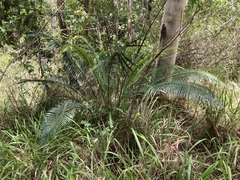 Lepidozamia peroffskyana