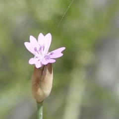 Petrorhagia nanteuilii
